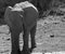 Elephant at the Water Hole