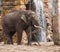 Elephant at Waterfall