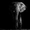 Elephant at waterhole