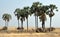 Elephant at Waterhole between Palm Trees