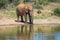 Elephant by watering hole