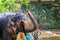 Elephant watering tourists while swimming in the river among the rainforest