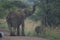 Elephant waving goodbye