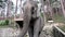 Elephant Waving With Trunk, Ears and Tail