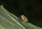 Elephant Weevil on a leaf seen at Mumbai,Maharashtra,India