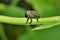 Elephant weevil sitting on the green branch for morning sunlight