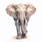Elephant on a white background. 3d rendering. Computer digital drawing. A large elephant bull with enormous tusks on white