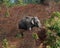 Elephant wild eating