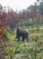 Elephant wild musth