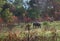 Elephant wild musth