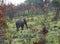 Elephant wild musth