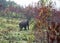 Elephant wild musth