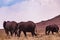 Elephant Wildlife Animals Mammals at the savannah grassland wilderness hill shrubs great rift valley maasai mara national game