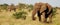 Elephant Wildlife Safari in the Kruger National Park,