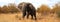 Elephant Wildlife Safari in the Kruger National Park,