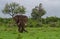 Elephant and windmill in Africa