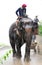 Elephant working in thailand in the rain