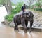 Elephant working in thailand in the rain