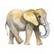 Elephant yellow watercolor realistic illustration