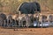 Elephant and Zebra at waterhole