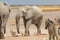 Elephant zebras and antelopes in natural habitat in Etosha National Park in Namibia