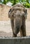 Elephant at Zoo