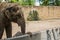 Elephant at Zoo