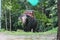 Elephant in the zoo, amazing thailand