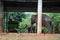 Elephant in the Zoo, Odisha, India