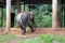 Elephant in the Zoo, Odisha, India