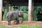 Elephant in the Zoo, Odisha, India