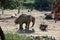 Elephant in the ZOO in Poznan, Poland