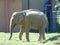 Elephant at zoo Targu Mures