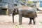 Elephant in zoo, walking sideways