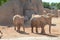 Elephants