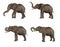 Elephants