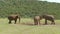 elephants in the Addo Elephant National Park