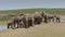 elephants in the Addo Elephant National Park