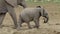 elephants in the Addo Elephant National Park