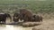 elephants in the Addo Elephant National Park