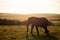 Elephants in Addo Elephant National Park in Port Elizabeth - South Africa