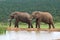 Elephants, Addo Elephant National park, South Africa