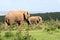 Elephants, Addo Elephant National Park, South Africa