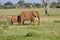 Elephants Africa