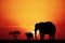 Elephants in African landscape