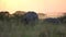 Elephants in African Savanna in Tanzania National Park After Sunset, Slow Motion