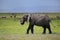 Elephants in Amboseli national park