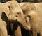 Elephants in Amersfoort zoo