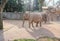 Elephants in animal park Valbrembo Italy
