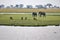 Elephants and antelope in Botswana